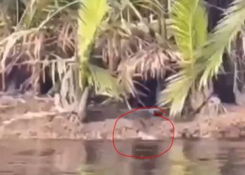 Diduga lokasi munculnya buaya yang menyeret seorang anak di Sungai Air Hitam Laut, Kecamatan Sadu, Tanjab Timur. Warga kini terus melakukan pencarian bersama TNI dan Polri.” (Dok. humas Polres Tanjabti)