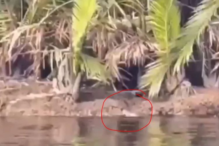 Diduga lokasi munculnya buaya yang menyeret seorang anak di Sungai Air Hitam Laut, Kecamatan Sadu, Tanjab Timur. Warga kini terus melakukan pencarian bersama TNI dan Polri.” (Dok. humas Polres Tanjabti)