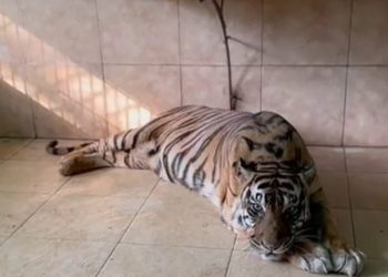 Harimau Sumatera betina bernama Uni, koleksi Taman Rimba Jambi, sebelum ditemukan mati di dalam kandangnya pada Kamis (29/5/2025). (Foto: Dok. Taman Rimba Jambi)