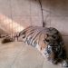 Harimau Sumatera betina bernama Uni, koleksi Taman Rimba Jambi, sebelum ditemukan mati di dalam kandangnya pada Kamis (29/5/2025). (Foto: Dok. Taman Rimba Jambi)