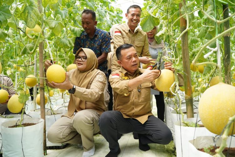 Gubernur Al Haris bersama Bupati Dillah melaksanakan Panen Perdana Melon Premium di Desa Tri Mulya, Kec. Rantau Rasau, Sabtu (17/05/2025) (Dok. Erit -:Kominfo)