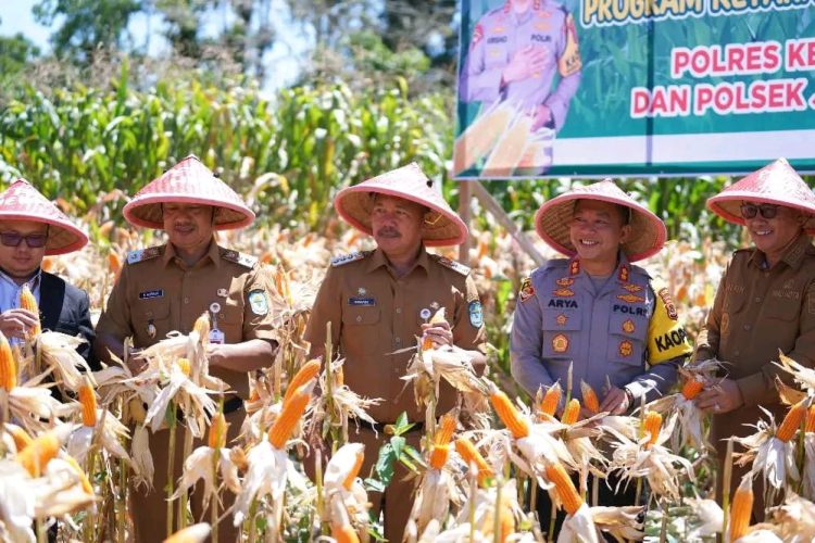 Bupati Kerinci Monadi menghadiri kegiatan Panen Raya Jagung yang digelar di halaman Polsek Air Hangat, Senin (19/5/2025). (Dok. Yola)