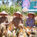 Bupati Kerinci Monadi menghadiri kegiatan Panen Raya Jagung yang digelar di halaman Polsek Air Hangat, Senin (19/5/2025). (Dok. Yola)