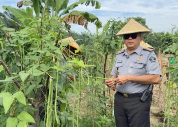 Kepala Lapas Narkotika Kelas IIB Muara Sabak memantau panen kacang panjang hasil budidaya warga binaan sebagai bagian dari program ketahanan pangan, Selasa (24/6/2025). (Dok. Nahar)