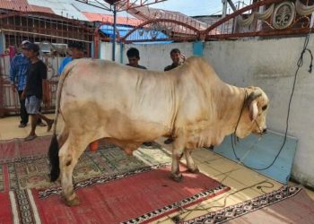 Sapi jenis Brahman bantuan Presiden RI dengan bobot 805,5 kg tiba di Masjid Taqwa Darul Iman, Kecamatan Mendahara, Tanjung Jabung Timur, Kamis (5/6/2025),(Dok. Nahar)