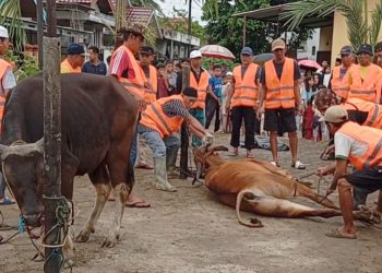 Wadah Perum Aurduri mempersiapkan sapi kurban untuk disembelih, Jumat (6/6/2025).(Dok. Stepanus)