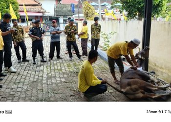 Panitia kurban DPD Partai Golkar Provinsi Jambi menyembelih sapi kurban dalam rangka Hari Raya Iduladha 1446 H di halaman kantor DPD Golkar Jambi, Sabtu (7/6/2025). (Dok. Yola)