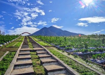 Pemandangan Farenza Garden dengan latar Gunung Masurai di Kecamatan Jangkat, Merangin, Jambi. Agrowisata ini unggul sementara dalam voting API Awards 2025 kategori Destinasi Kreatif. (Dok. Farenza Garden)