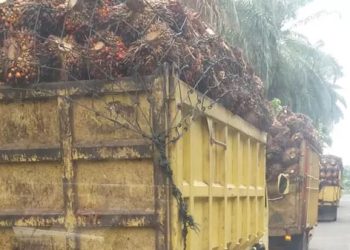 Truk pengangkut tandan buah segar (TBS) kelapa sawit melintas di jalan provinsi di Jambi. (Dok. Stepanus)