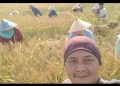 Para petani di Desa Terusan, Kecamatan Maro Sebo Ilir, Kabupaten Batanghari, Jambi, memanen padi varietas “Korea” secara gotong royong, Sabtu (11/10/2025). (Dok. Redaksi)