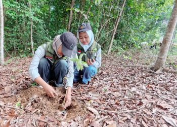 Peserta program Sinsen Plant Action 2025 menanam bibit pohon di Hutan Kota Bagan Pete, Jambi, Jumat (20/12/2025). (Dok, Daus)