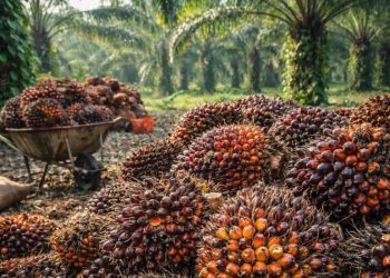 Tandan Buah Segar (TBS) kelapa sawit hasil panen petani di Provinsi Jambi. (Dok. Cici)