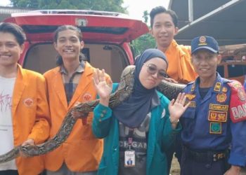 Petugas Damkar Kota Jambi bersama warga menunjukkan ular sanca sepanjang sekitar 3 meter yang berhasil dievakuasi dari area kandang ternak di Talang Bakung, Jumat (24/4/2026). (Dok, Stepanus)