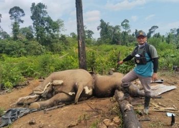 Kapolda Bengkulu, Irjen. Pol. Mardiyono, memerintahkan jajarannya untuk melakukan penyelidikan penyebab kematian dua gajah di konsesi PT. Bentara Agra Timber (BAT), Kawasan Hutan Produksi (HP), Air Teramang, Kabupaten Mukomuko, Provinsi Bengkulu, Kamis (30/4/2026). (foto:yola)