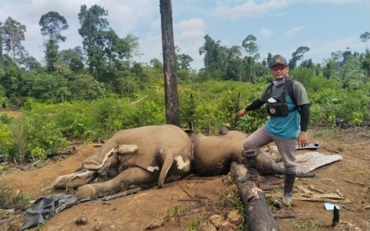 Kapolda Bengkulu, Irjen. Pol. Mardiyono, memerintahkan jajarannya untuk melakukan penyelidikan penyebab kematian dua gajah di konsesi PT. Bentara Agra Timber (BAT), Kawasan Hutan Produksi (HP), Air Teramang, Kabupaten Mukomuko, Provinsi Bengkulu, Kamis (30/4/2026). (foto:yola)