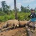 Kapolda Bengkulu, Irjen. Pol. Mardiyono, memerintahkan jajarannya untuk melakukan penyelidikan penyebab kematian dua gajah di konsesi PT. Bentara Agra Timber (BAT), Kawasan Hutan Produksi (HP), Air Teramang, Kabupaten Mukomuko, Provinsi Bengkulu, Kamis (30/4/2026). (foto:yola)