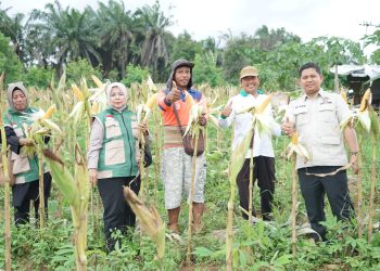 Wakil Ketua DPRD Kota Jambi sekaligus Ketua DPC HKTI Kota Jambi, Muhammad Yasir, meninjau panen raya cabai merah dan kacang tanah milik Kelompok Tani Tunas Jaya di Kelurahan Paal Lima, Kecamatan Kota Baru, (Dok Redaksi)