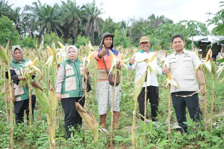 Wakil Ketua DPRD Kota Jambi sekaligus Ketua DPC HKTI Kota Jambi, Muhammad Yasir, meninjau panen raya cabai merah dan kacang tanah milik Kelompok Tani Tunas Jaya di Kelurahan Paal Lima, Kecamatan Kota Baru, (Dok Redaksi)